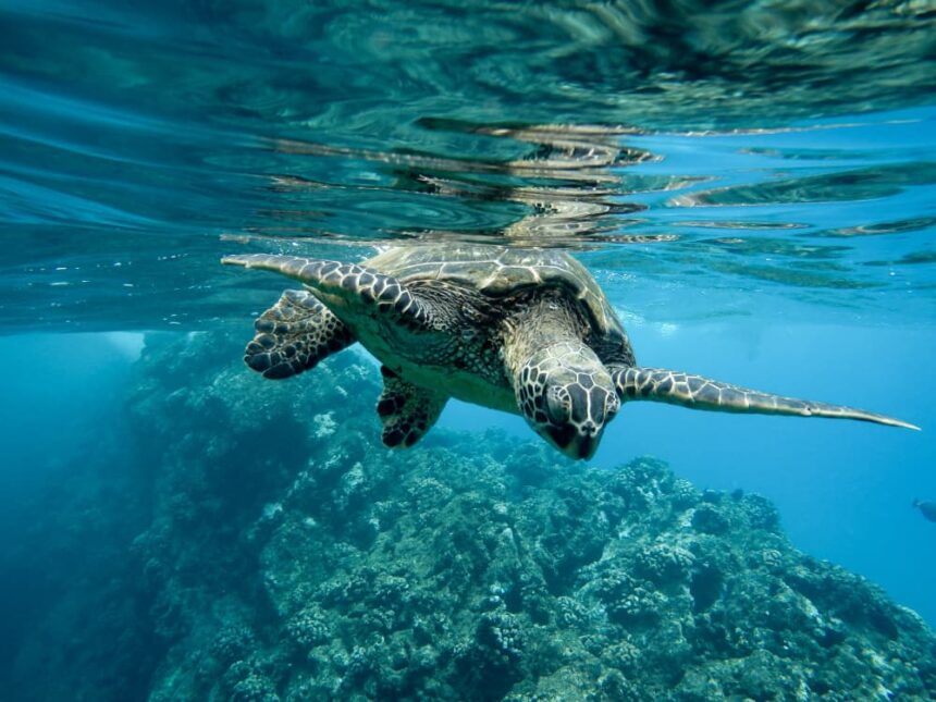 Tortuga verde nadando en aguas iluminadas.