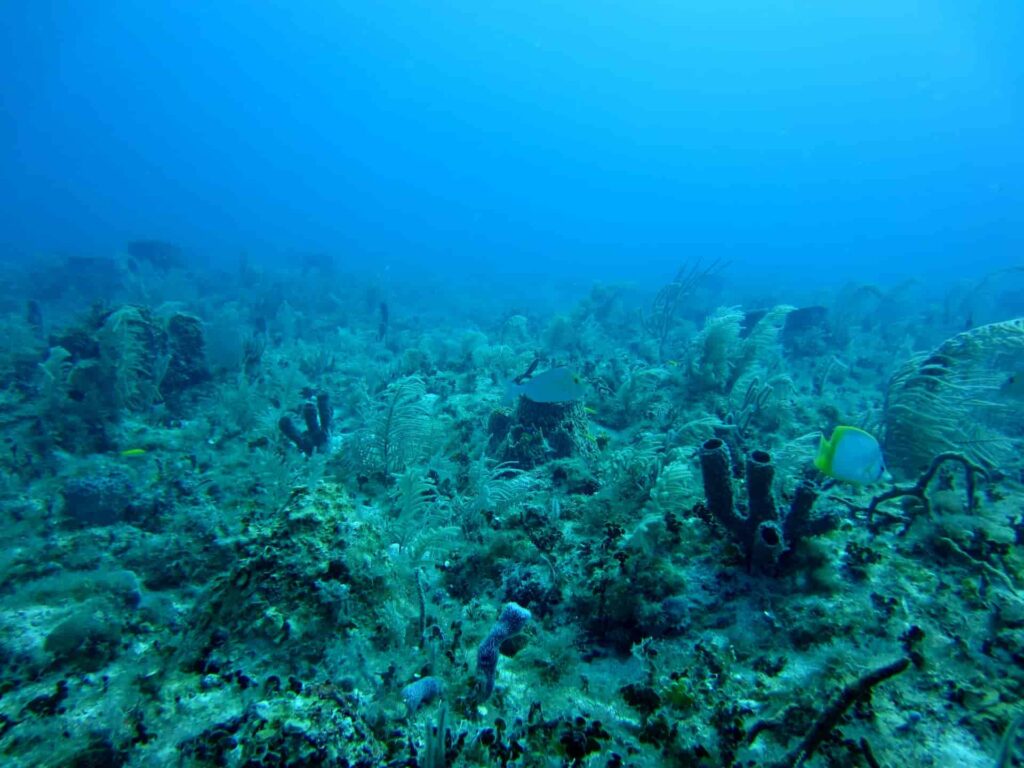 Coral saludable y peces en un ecosistema marino