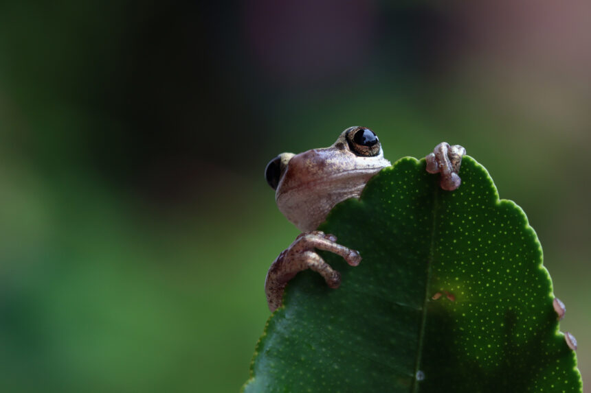 Alerta Chile: el informe que evidencia falta de agua, menor biodiversidad y aumento de desastres naturales