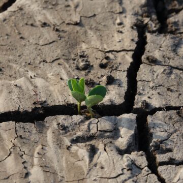 Identificando las consecuencias de la crisis climática