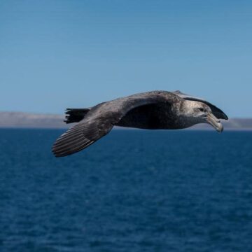 Argentina en la vanguardia de la conservación ambiental