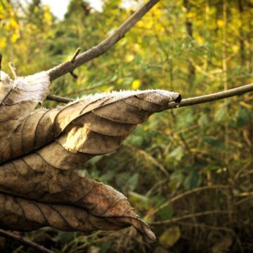 Medioambiente en peligro: la pérdida del hábitat natural del lémur por la avanzada agrícola