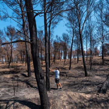 La degradación de los bosques: por qué afecta a las personas y la vida silvestre