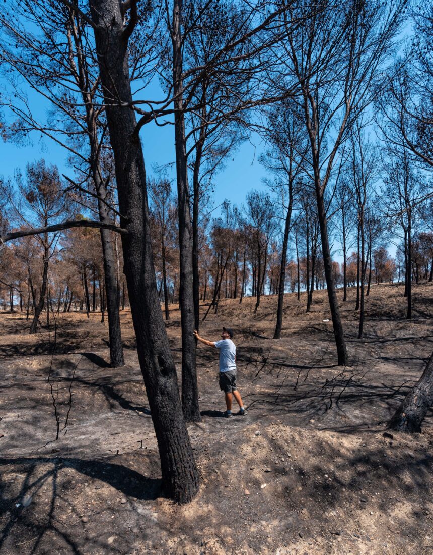 La degradación de los bosques: por qué afecta a las personas y la vida silvestre