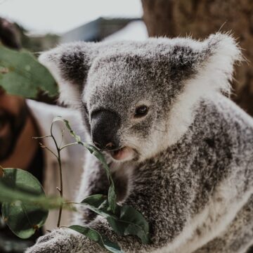 El desafío de los eucaliptos y los koalas frente al cambio climático