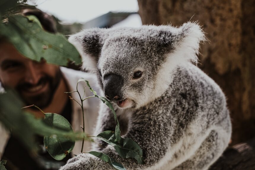 El desafío de los eucaliptos y los koalas frente al cambio climático